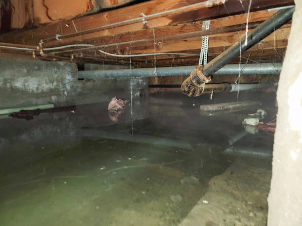 Best Flood damage cleanup  in Morris, MN